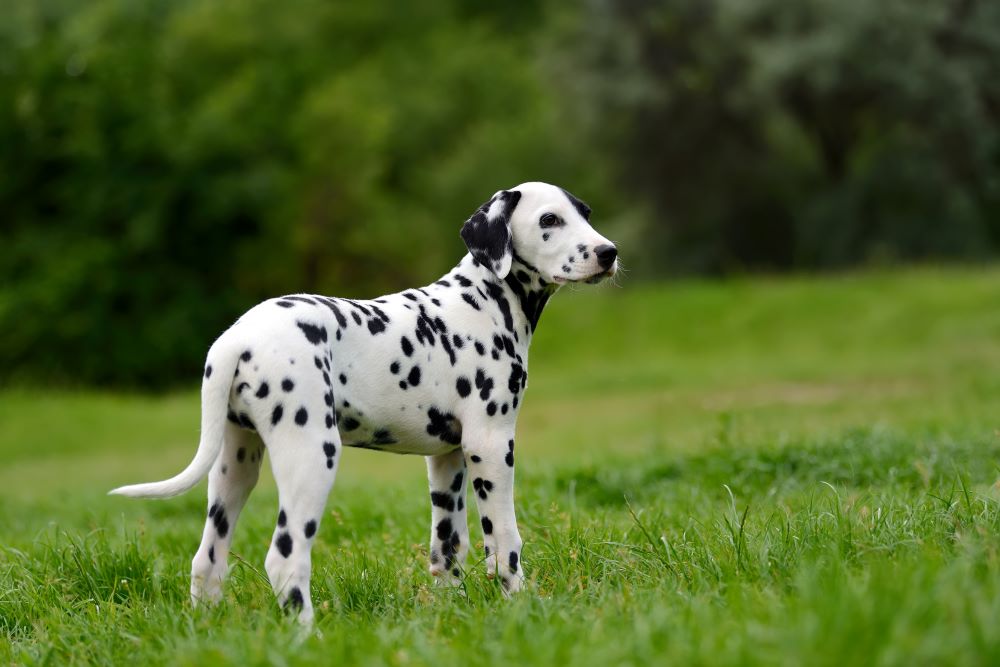 dalmatian dog standing