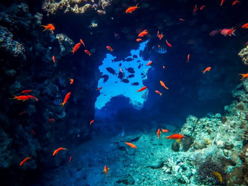 orange fish inside the cave of underwater