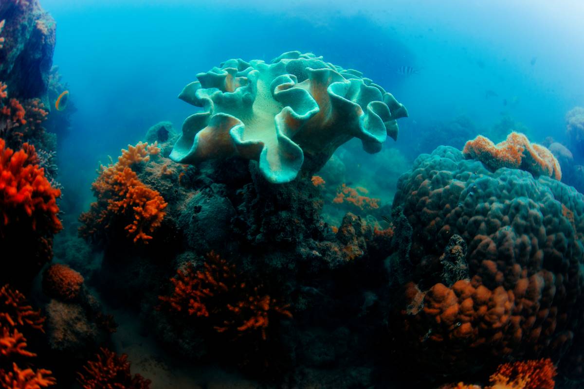 scuba diving in tobago