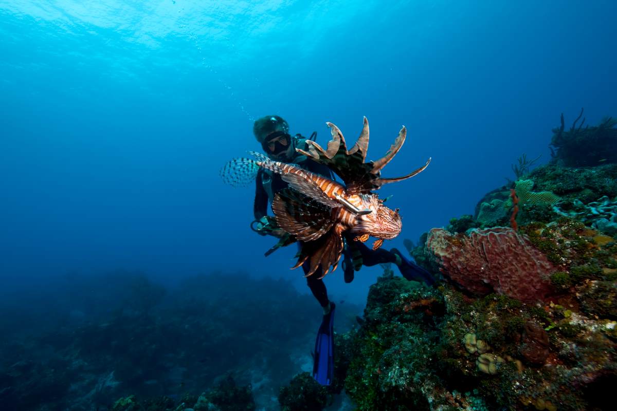scuba diving in fiji