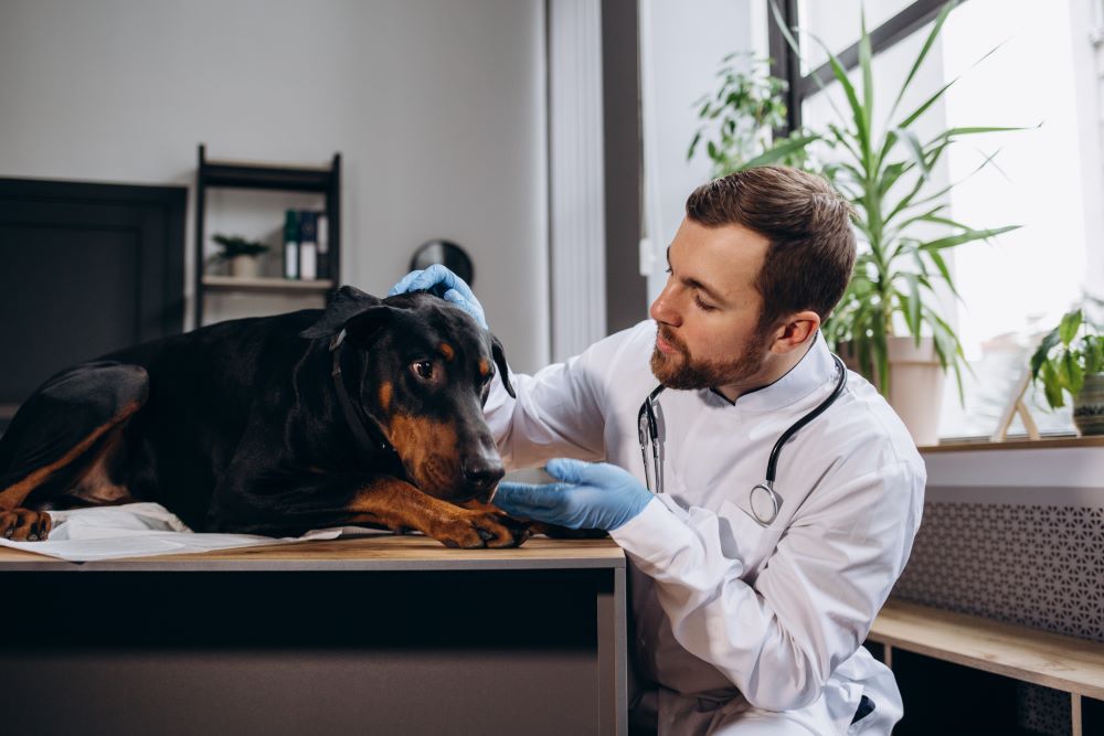 doberman dog at vet