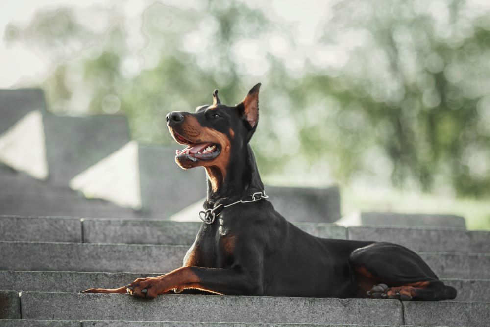 doberman sitting outdoor