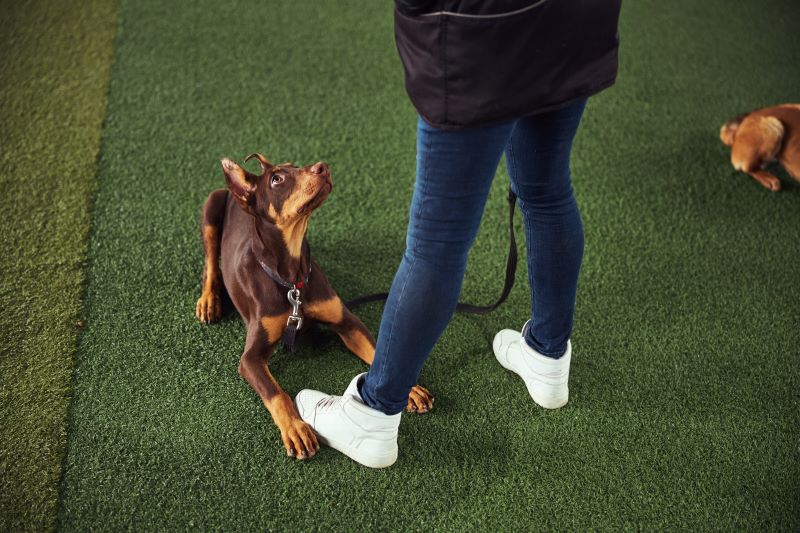 doberman training