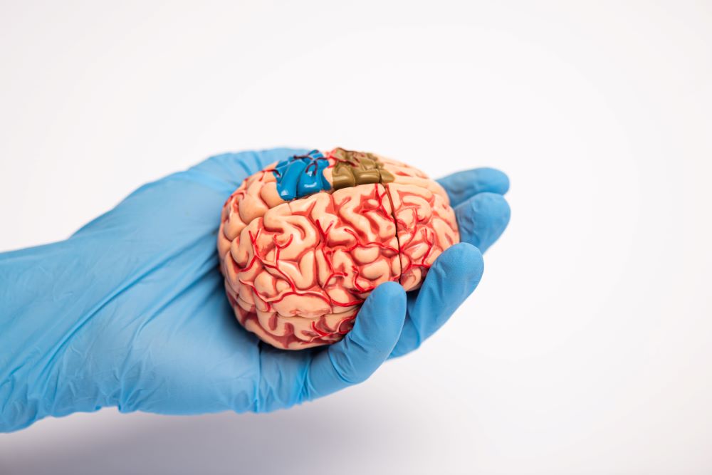 doctor-holding-brain-model-with