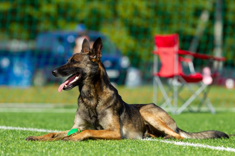 belgian shepherd sitting