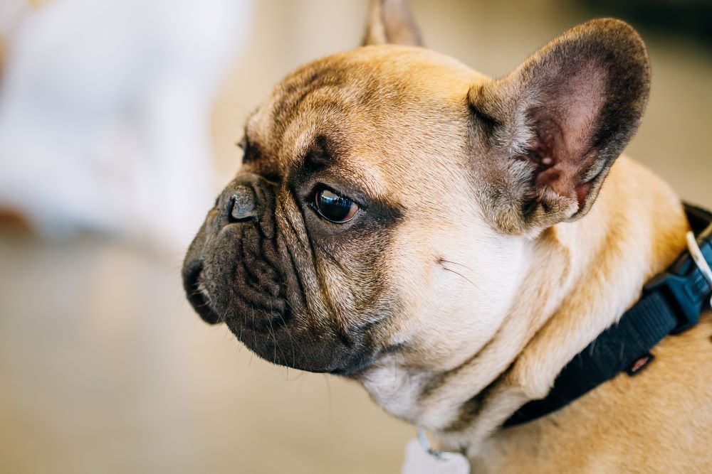 portrait of french bulldog