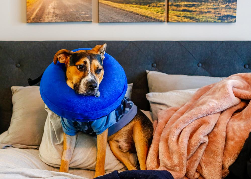 dog in bed after surgery