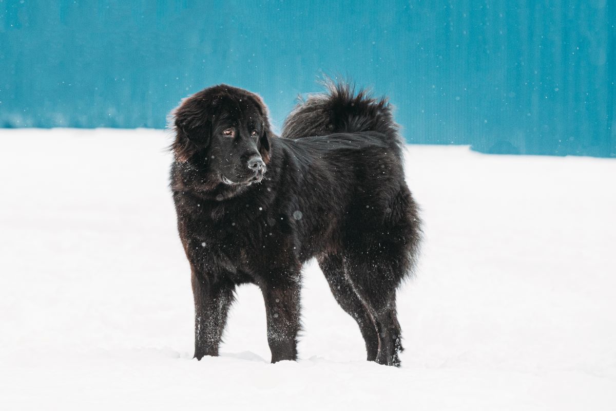 newfoundland dog
