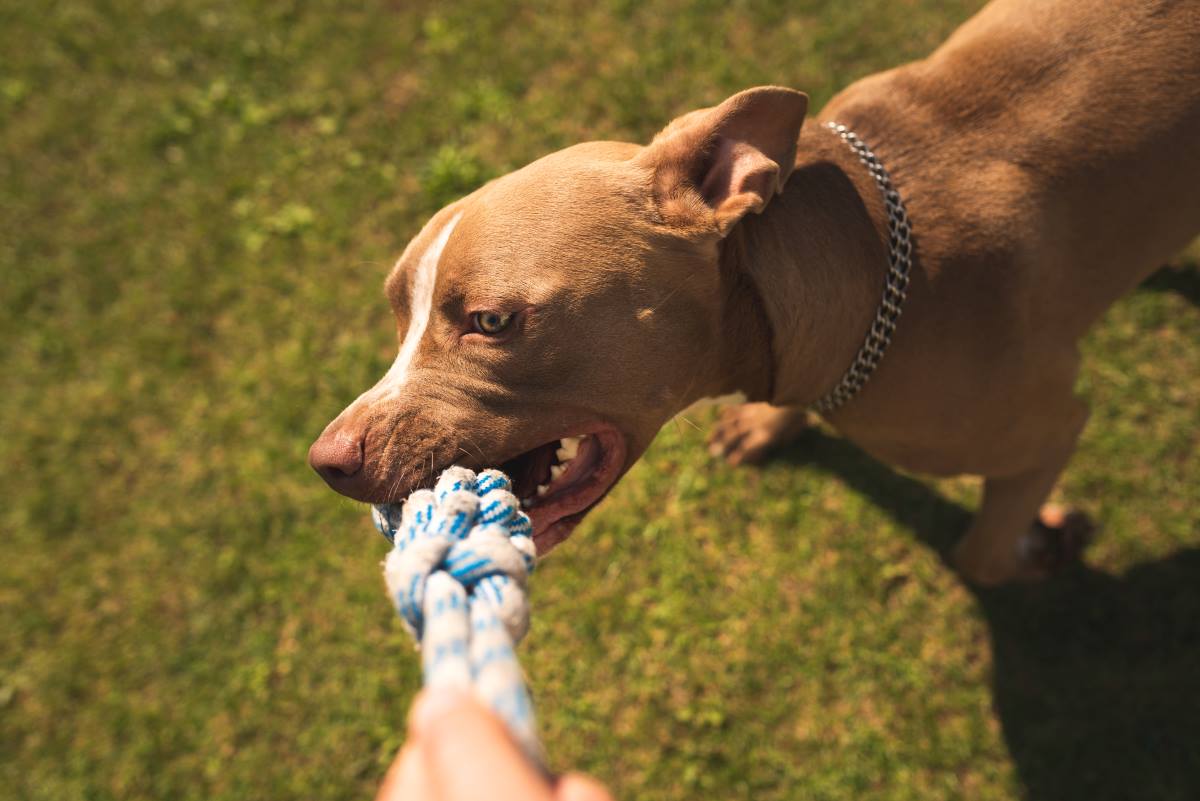 Tug of War