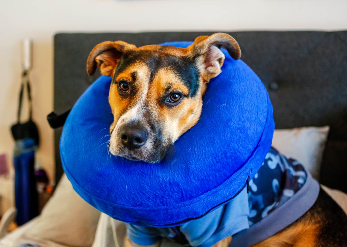 neutering in dogs
