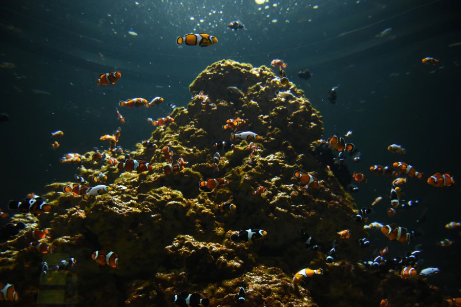 bunch of ocellaris clownfish