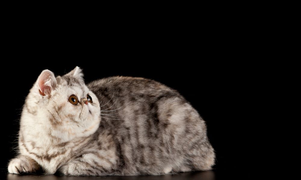 exotic shorthair cat in black background