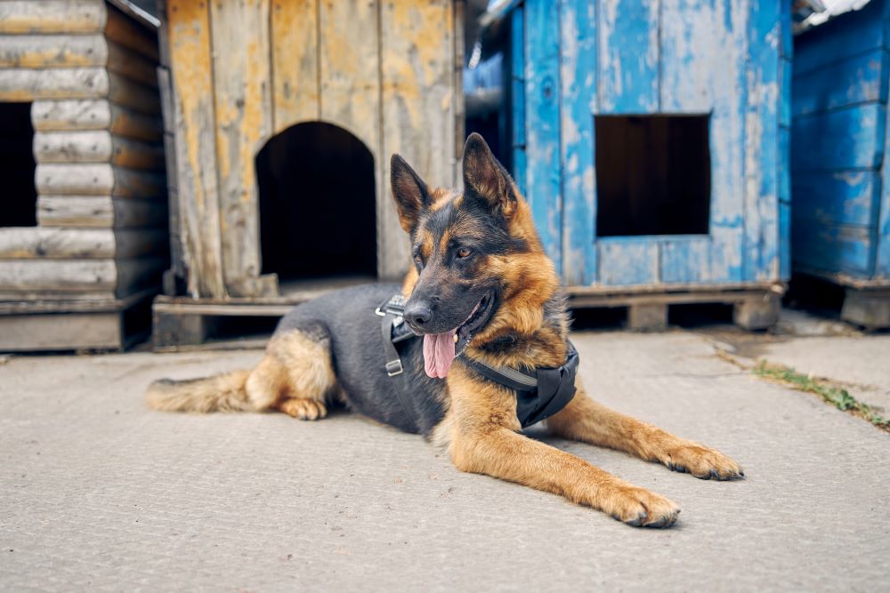 german shepherd dog lying on the ground