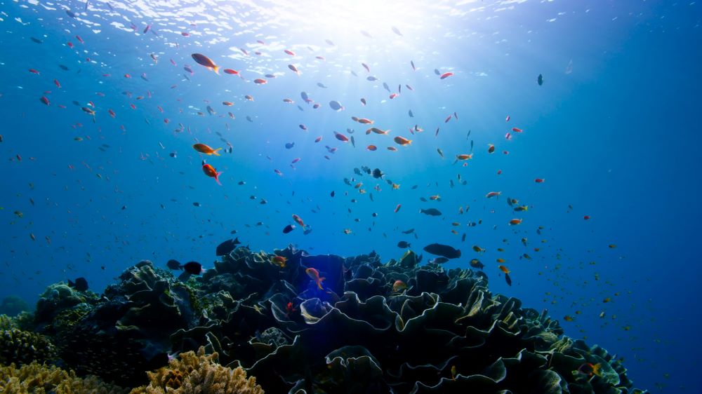 different fishes in sea