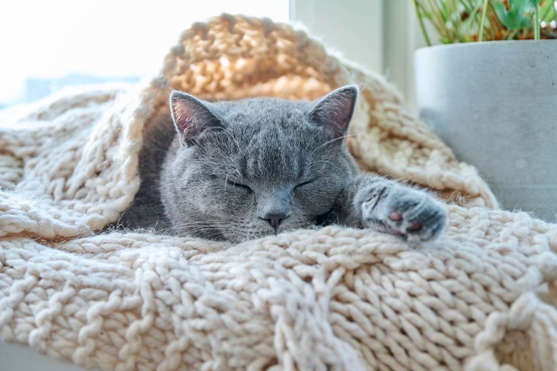 gray cat sleeping on warm knitted woolen scarf