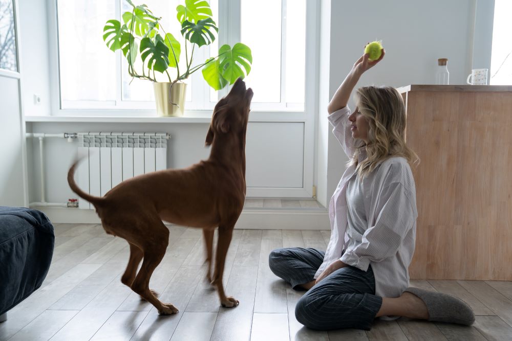 woman playing with vizsla dog