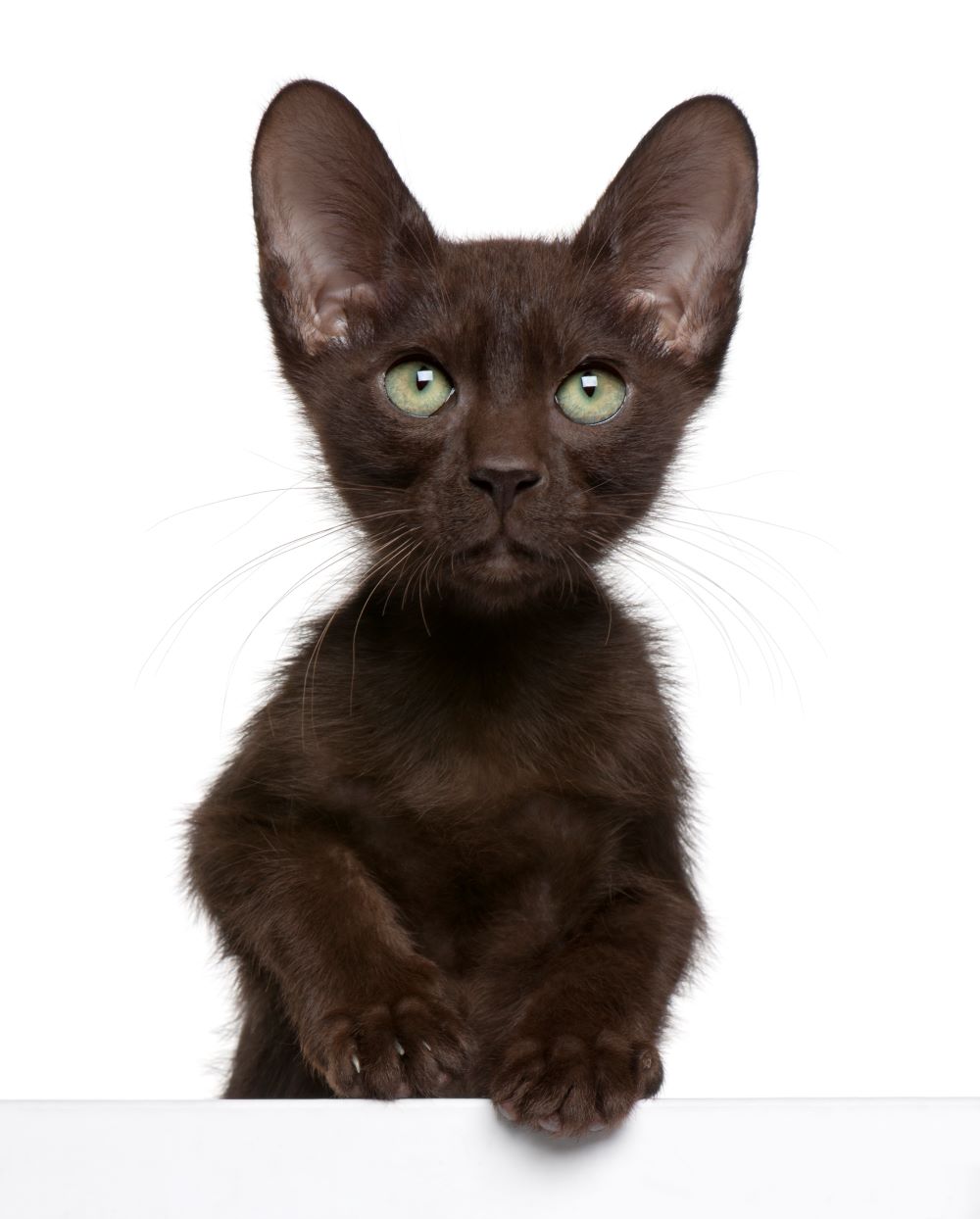 havana brown kitten in white background