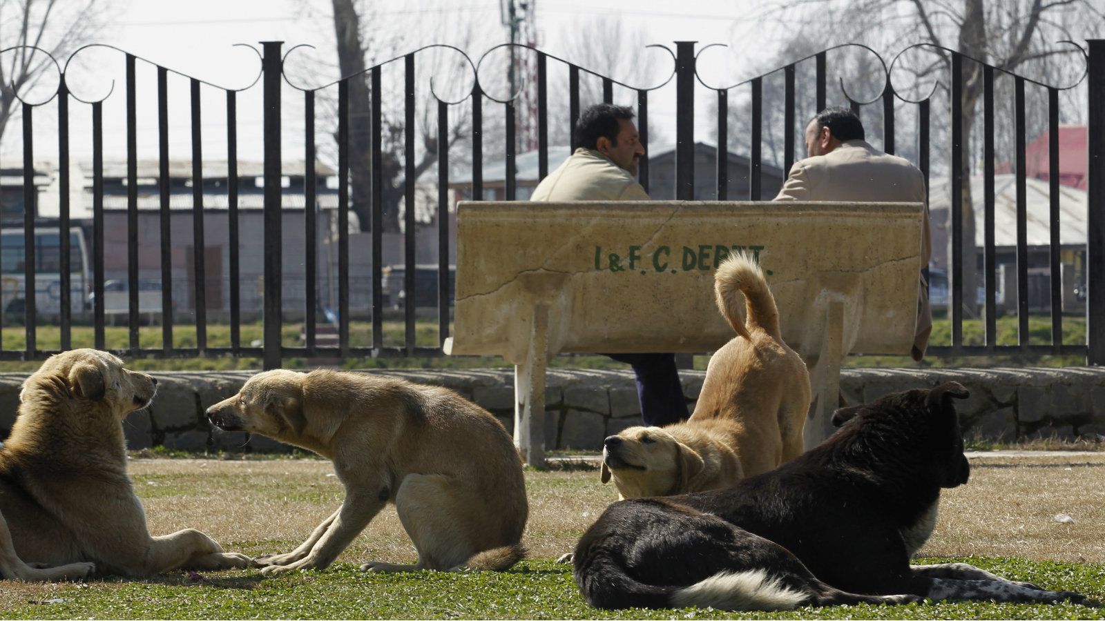 10 Simple Ways to Take Care of Street Dogs in your Area 10 Simple Ways to Take Care of Street Dogs in your Area