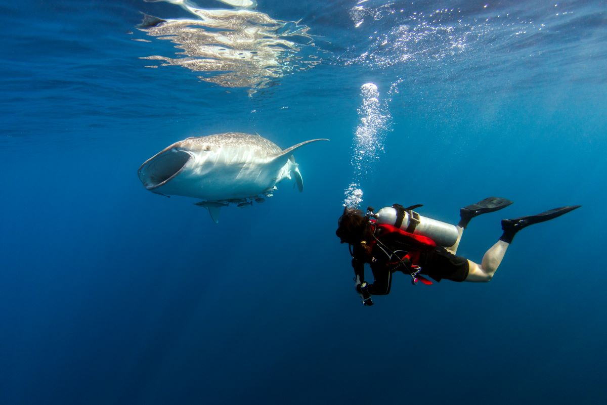 scuba diving in australia