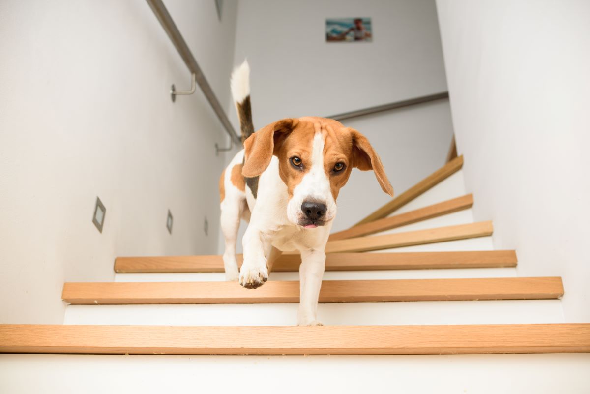 Indoor Obstacle Course