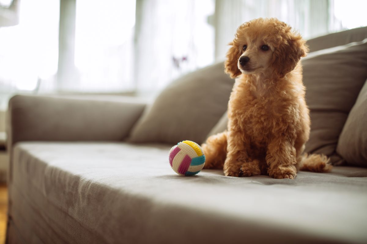 Indoor Fetch