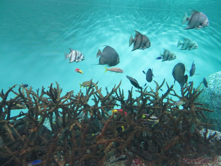shot of fishes at sea