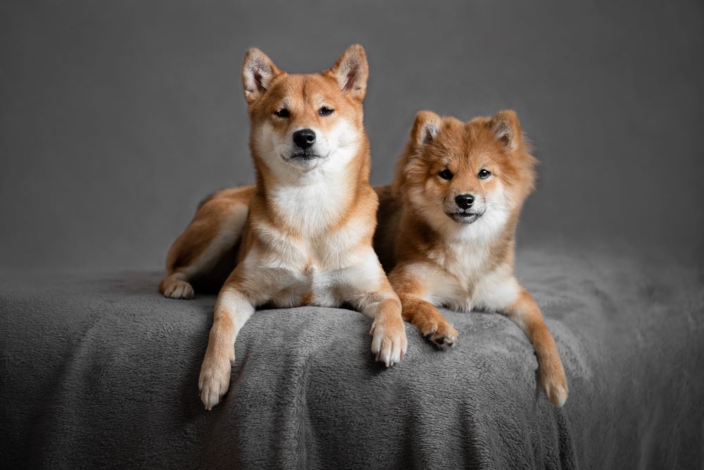 two shiba inu dogs are sitting