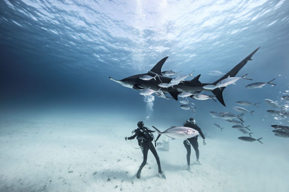 two scuba divers standing under water and looking at the fishes