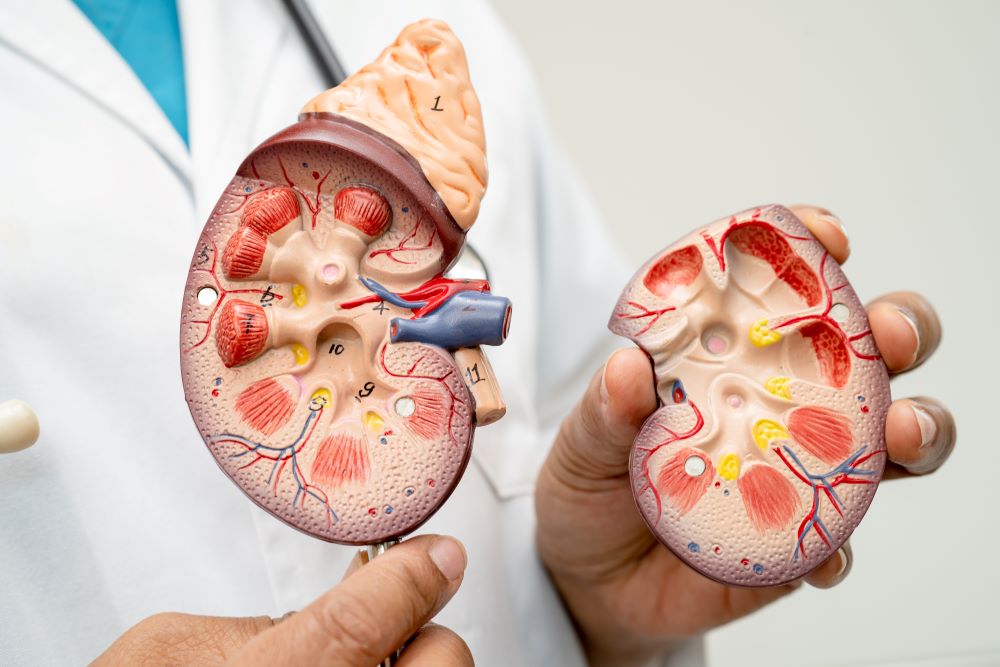 kidney-disease-chronic-kidney