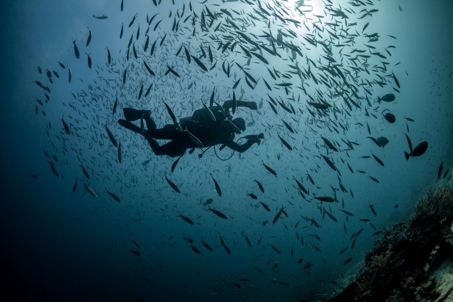 a scuba diver surrounded by fishes