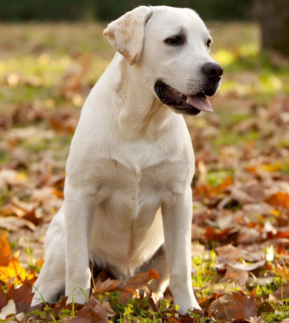 labrador retriever dogs