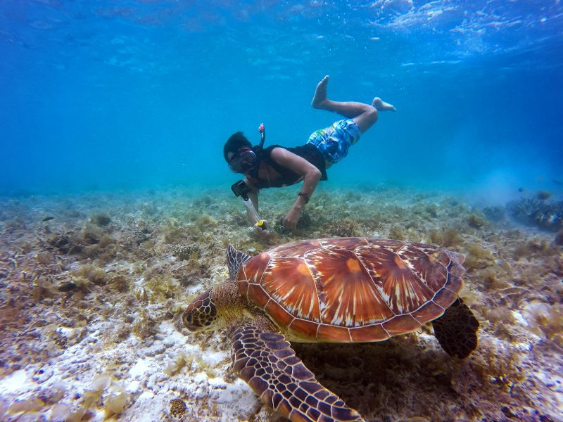 scuba diver taking a picture of tortoise