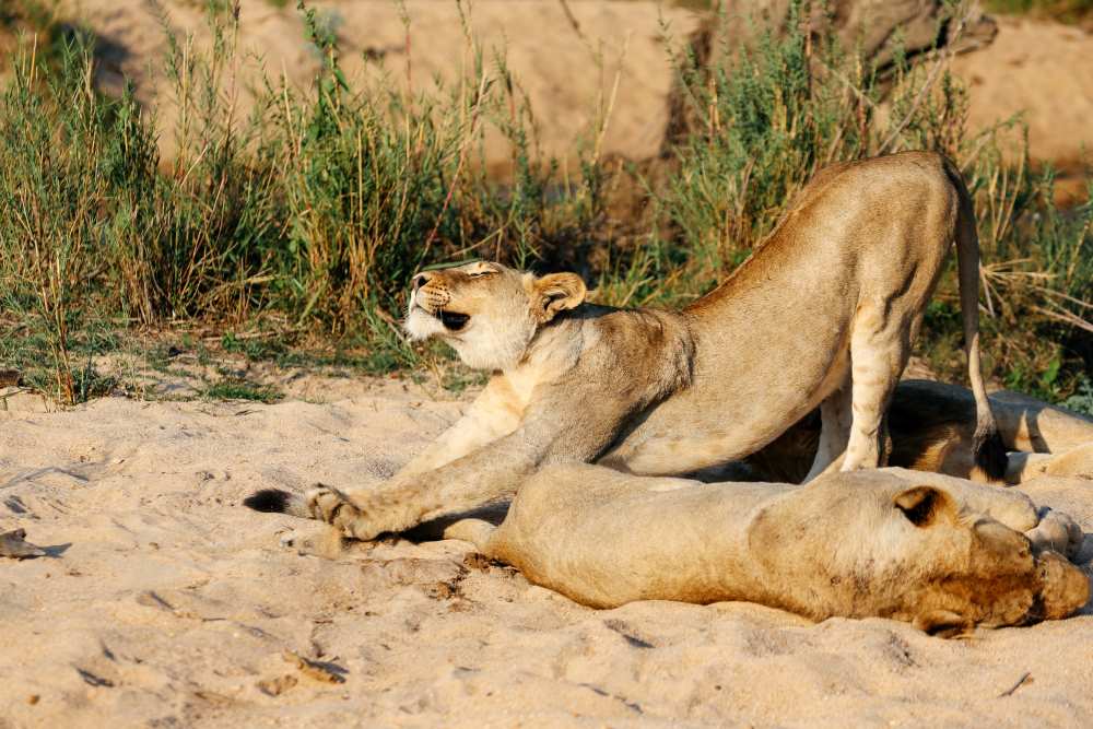 sabi sand game reserve south