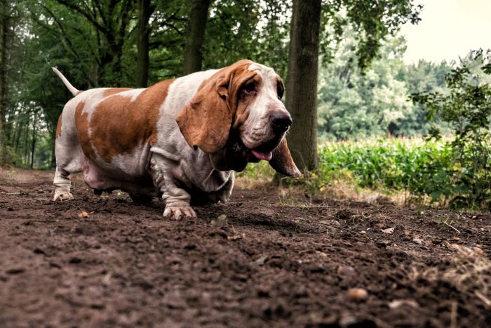 lonely basset hound dog