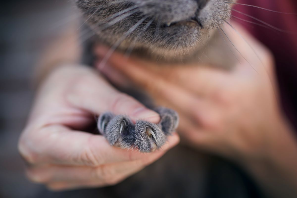 Long sharp claws of Cat