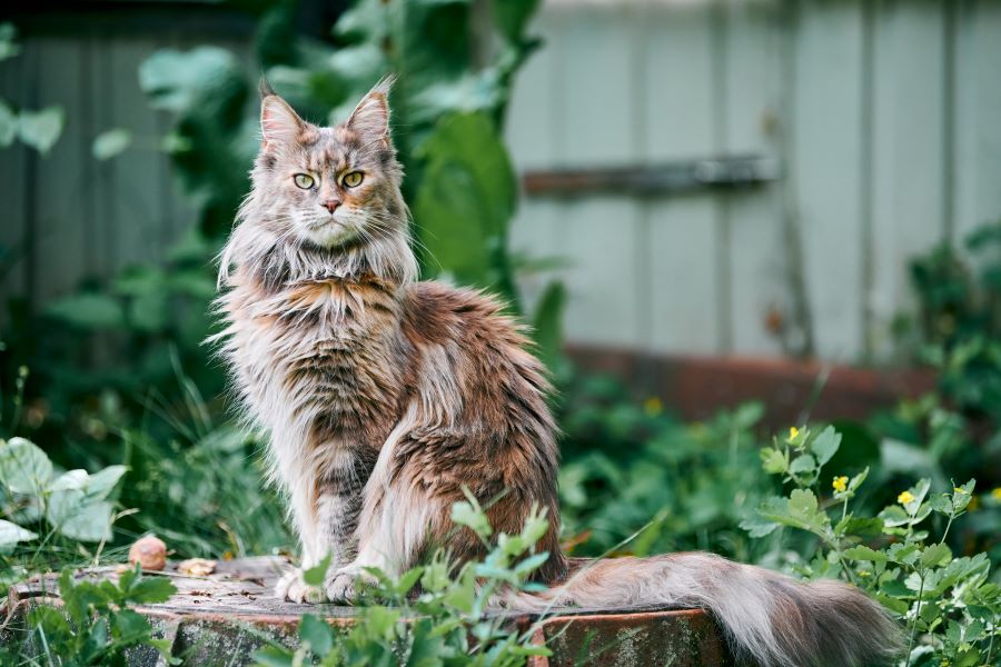 maine coon cat in garden