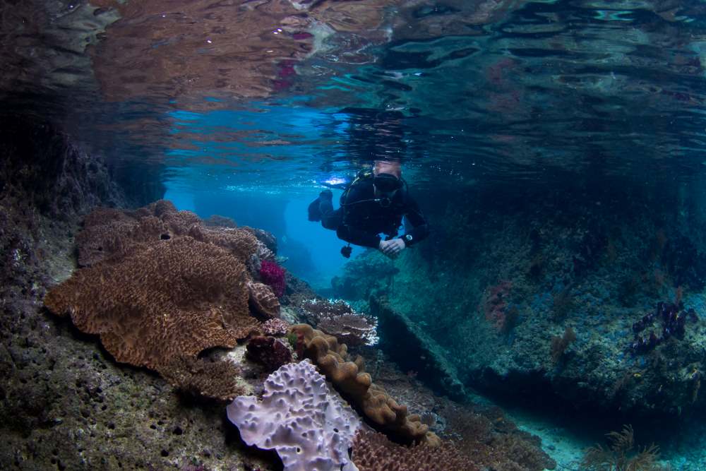 scuba diving in newzealand