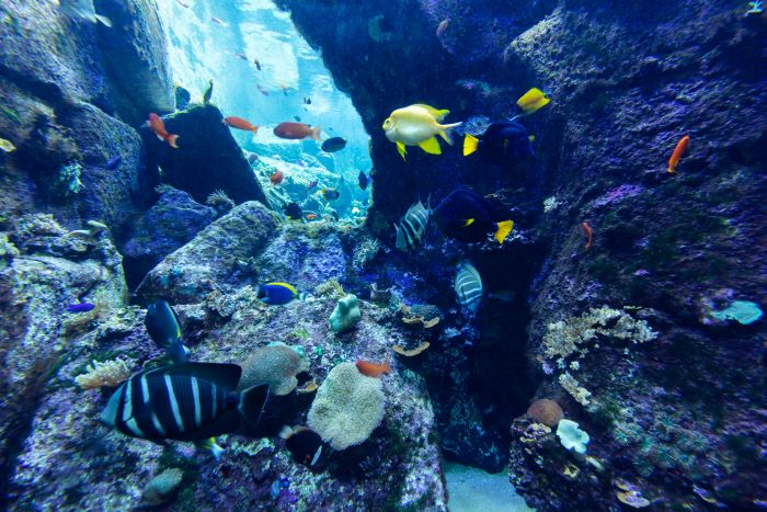 different fishes swimming between rocks