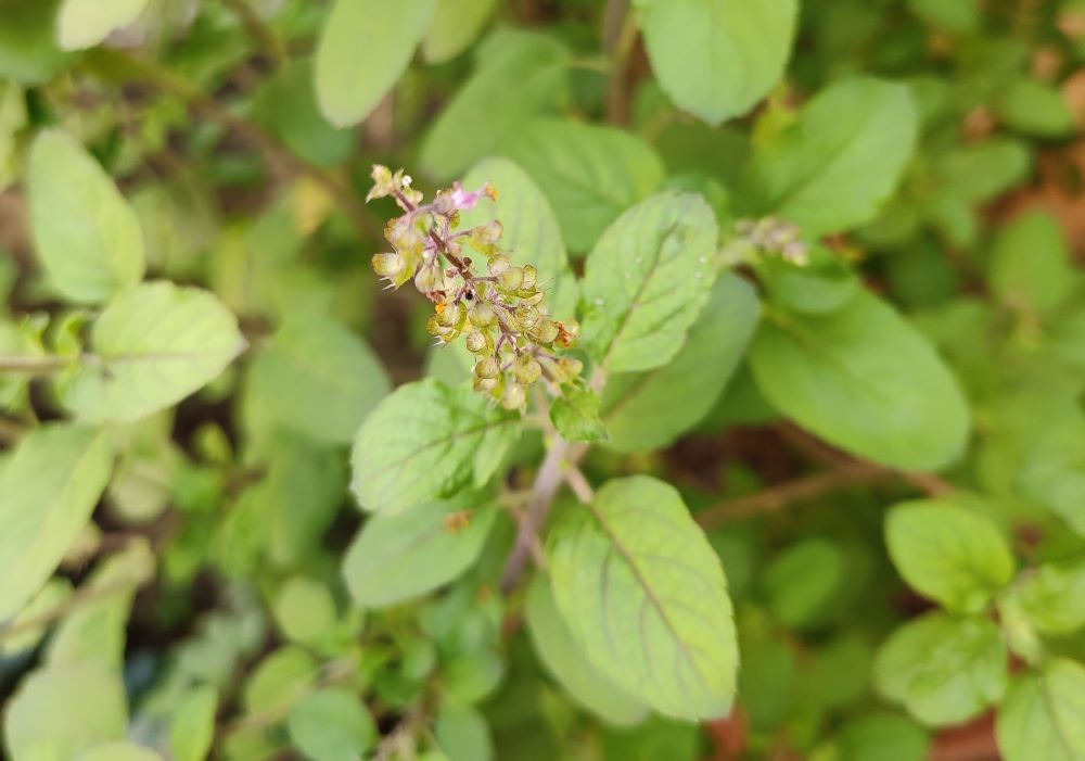 Ways to Include Tulsi in Your Diet