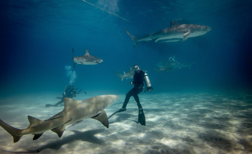 two scuba divers with sharks