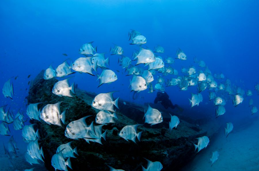 fishes swimming near to old wrecked ship