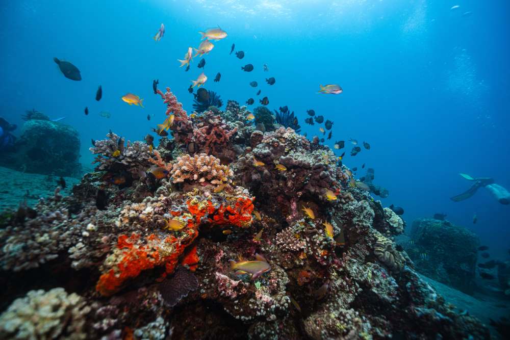 scuba diving in netrani island