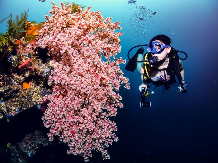 female scuba diver looking at the plants under sea