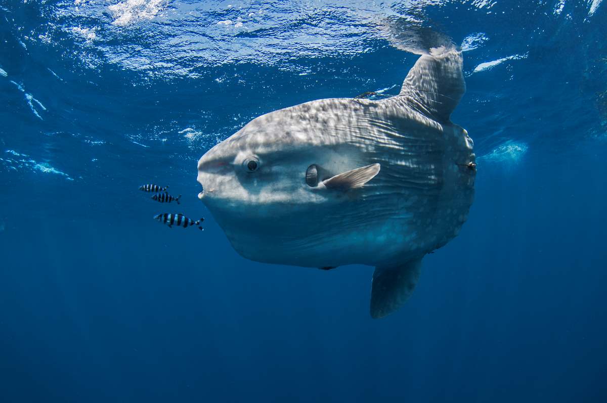 scuba diving at nusa lembongan is the famous scuba diving spot in bali