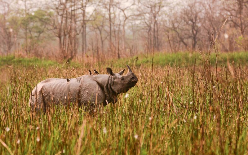 rhinoceros in orang national park