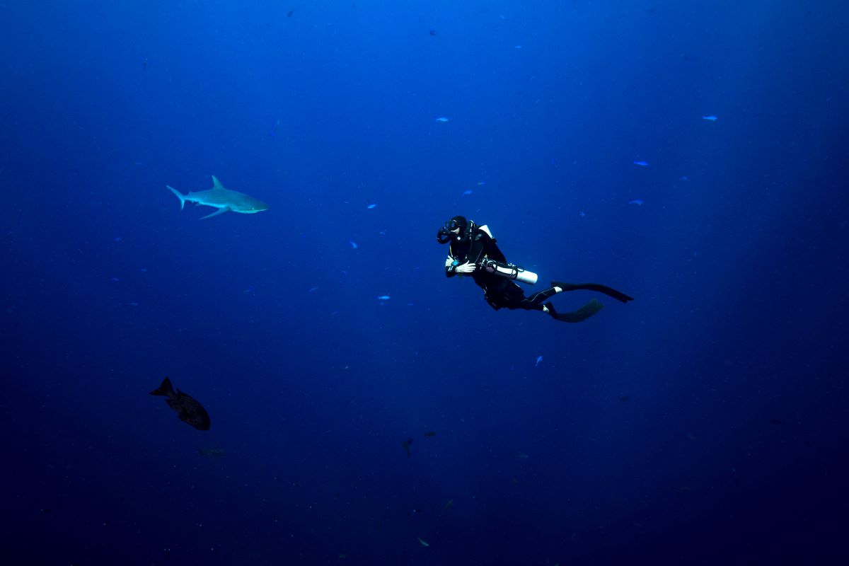 scuba diver in palau