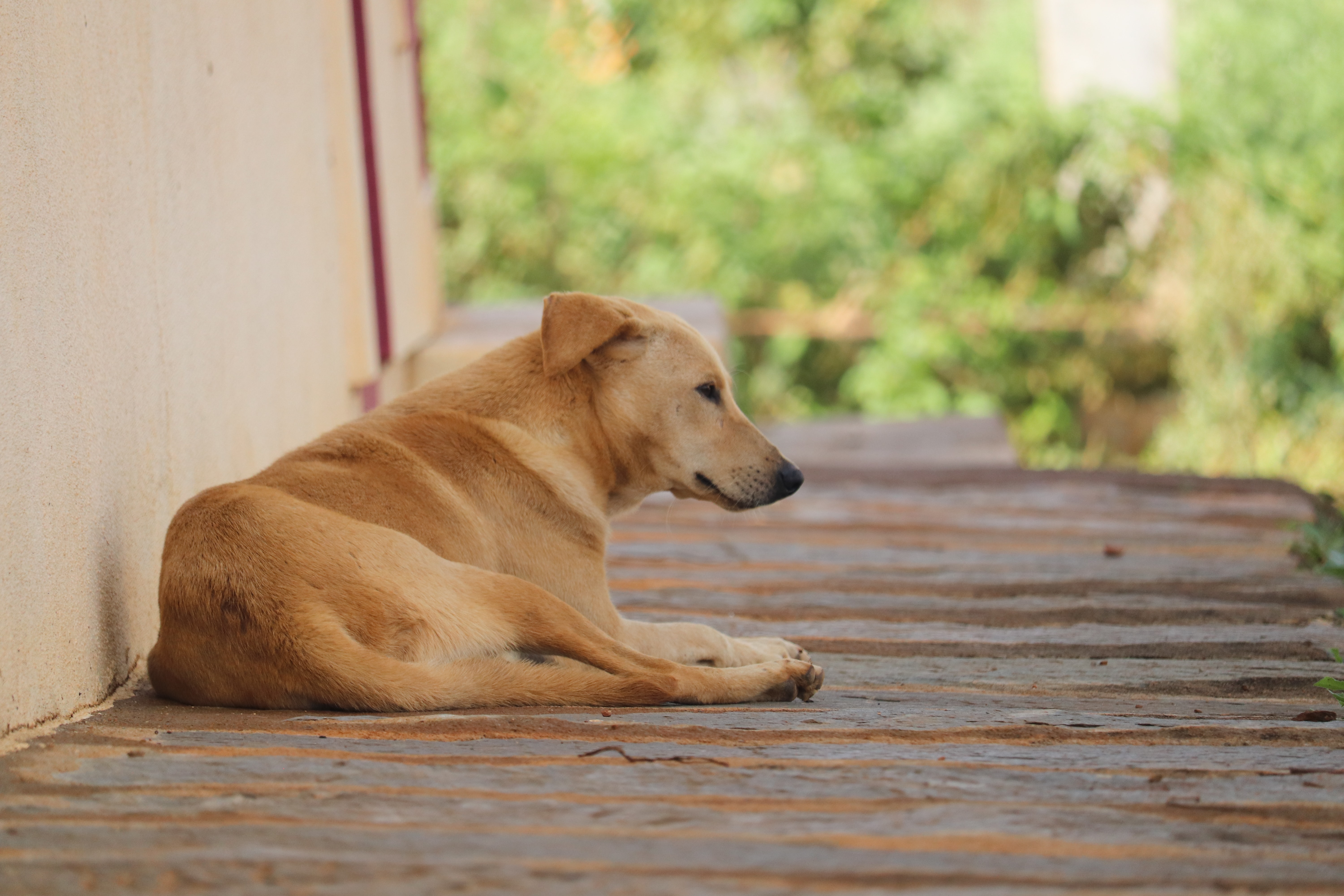 15 Best Indian Dog Breeds You Should Know About Vlr eng br