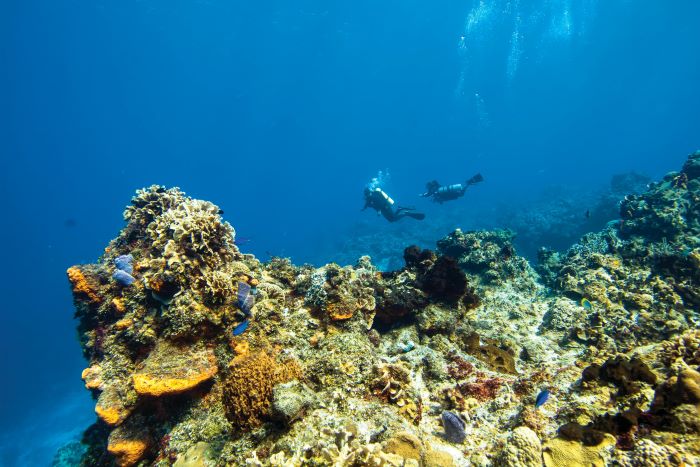 sea shell and two scuba divers