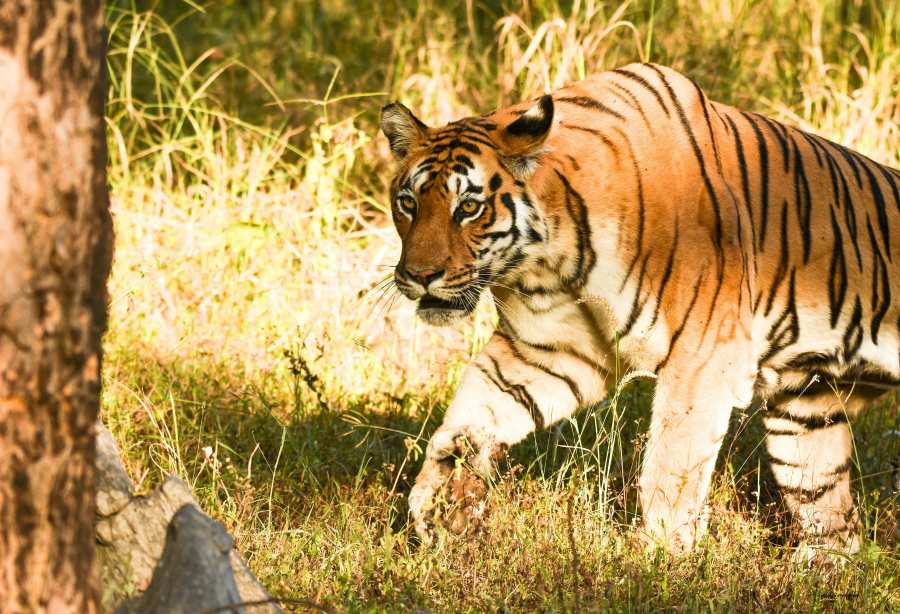 best road trip for families to spend in pench national park