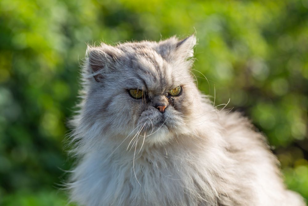 close up shot of persian cat